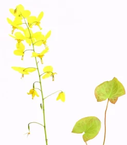 Bio Elfenblume 'Frohnleiten'