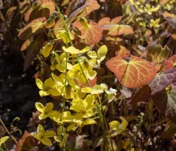 Bio Elfenblume 'Frohnleiten'