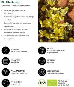 Bio Elfenblume 'Frohnleiten'