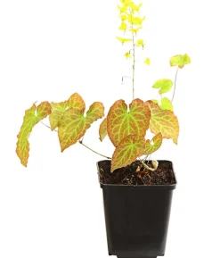 Bio Elfenblume 'Frohnleiten'