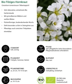 Bio Filziges Hornkraut 'Silberteppich'