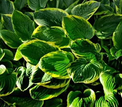 Bio Goldrandfunkie 'Aureomarginata'