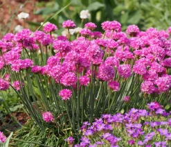 Bio Grasnelke, pink