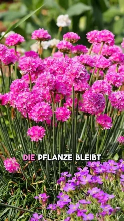 Bio Grasnelke, pink