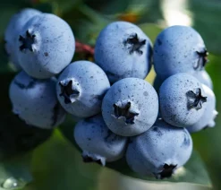 Bio Heidelbeere 'Sunshine Blue'