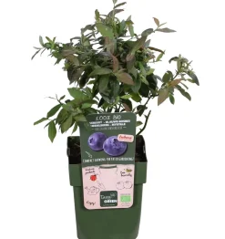 Bio Heidelbeere 'Sunshine Blue'