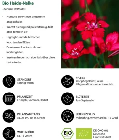 Bio Heide-Nelke, rot