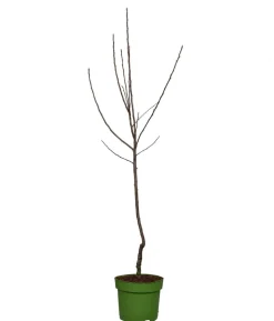 Bio Herbstapfel 'Ingrid Marie'