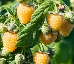 Bio Himbeere 'Golden Everest'