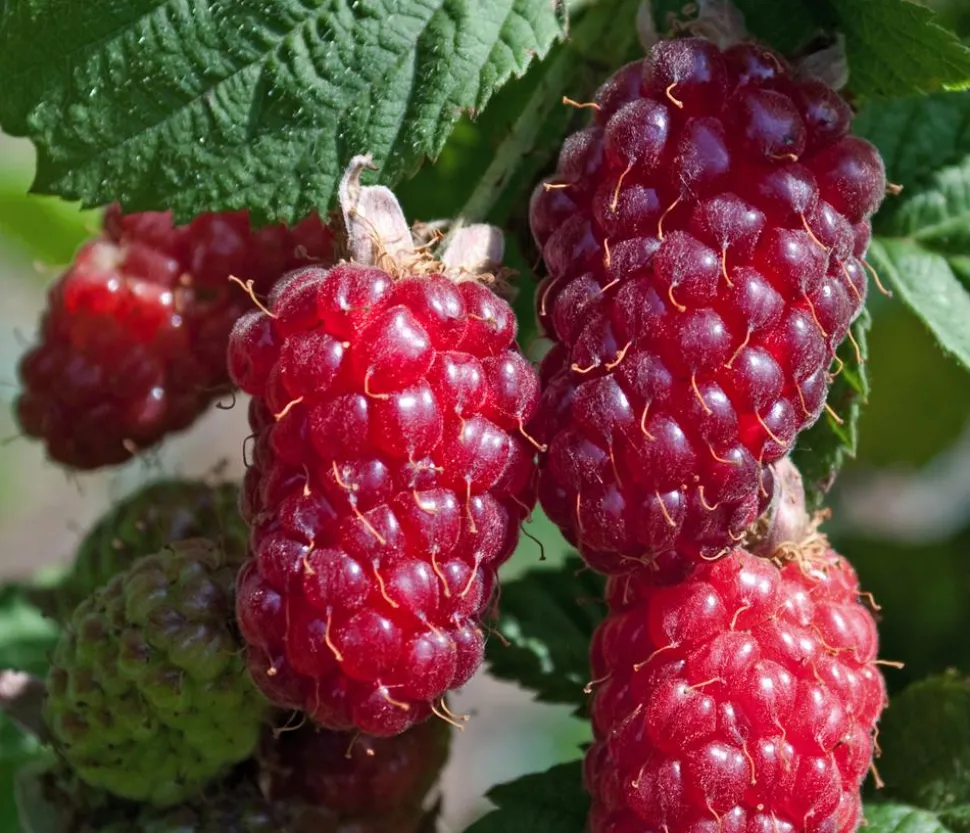 Bio Him-Brombeere 'Tayberry'