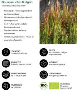Bio Japanisches Blutgras 'Red Baron'