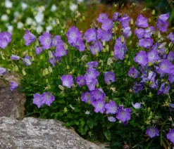 Bio Karpaten-Glockenblume, blau