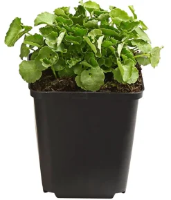 Bio Karpaten-Glockenblume, weiß