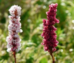 Bio Kerzen-Wiesenknöterich 'Speciosa'