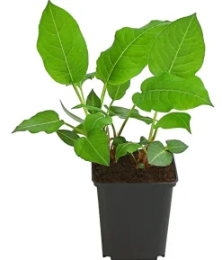 Bio Kerzen-Wiesenknöterich 'Speciosa'