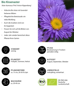 Bio Kissen-Aster 'Prof. Anton Kippenberg'