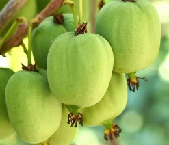 Bio Kiwi 'Issai'