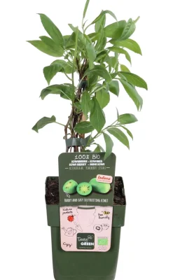 Bio Kiwi 'Issai'