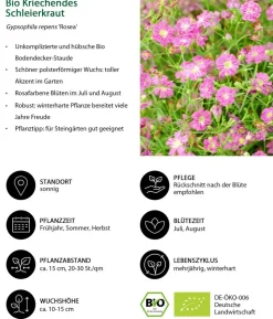 Bio Kriechendes Schleierkraut 'Rosea'