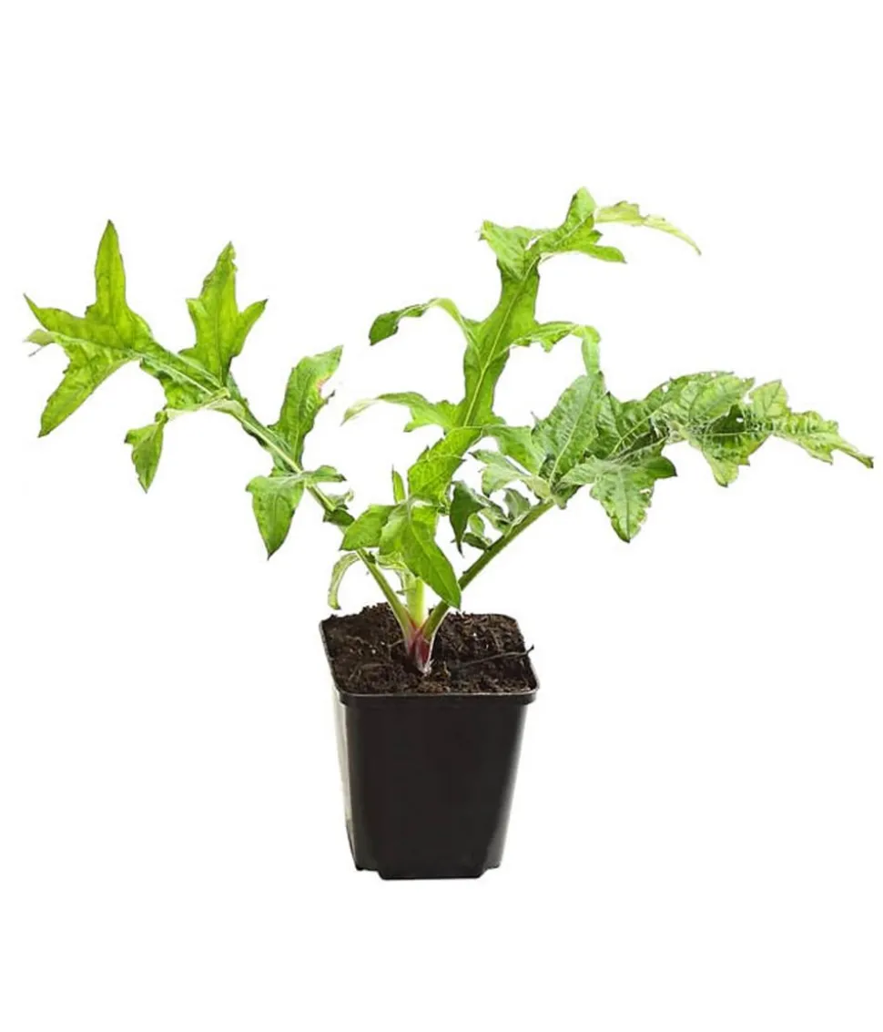 Bio Kugeldistel