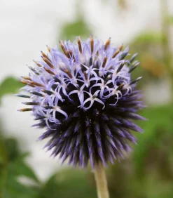 Bio Kugeldistel