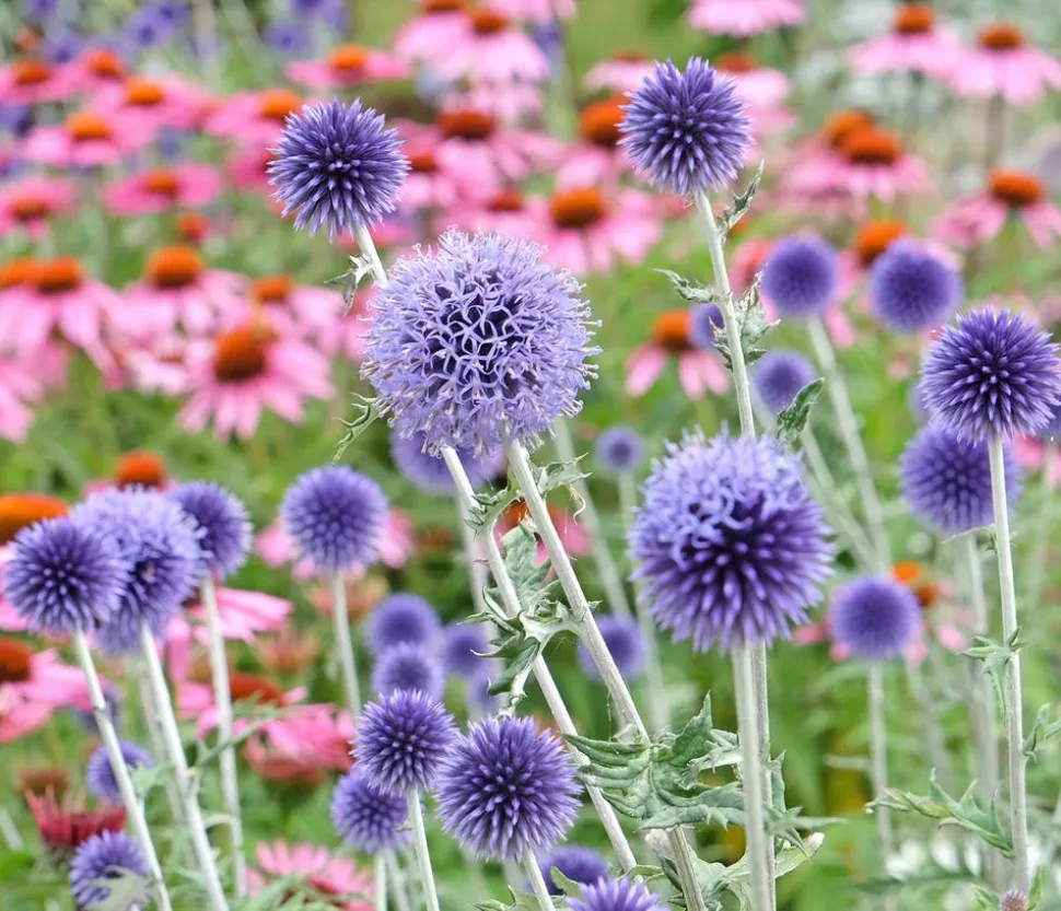 Bio Kugeldistel