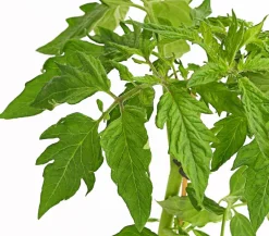Bioland Fleischtomate