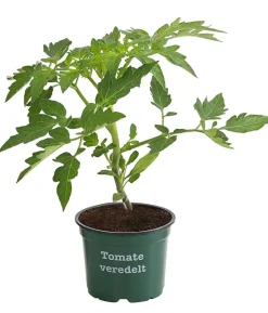 Bioland Tomate, veredelt