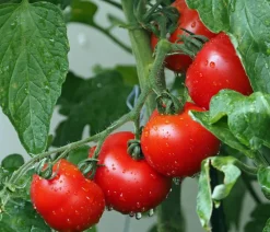 Bioland Buschtomate