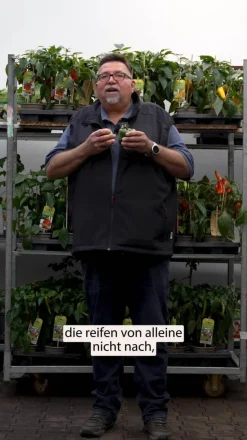 Bioland Paprika, rot