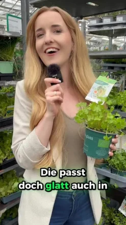 Bioland Petersilie, glatt