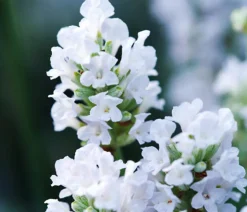 Bio Lavendel 'Alba'