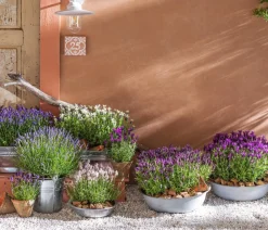 Bio Lavendel 'Alba'