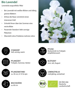 Bio Lavendel 'Alba'