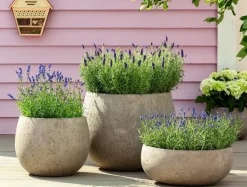 Bio Lavendel 'Grappenhall'
