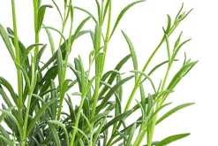 Bio Lavendel 'Grappenhall'