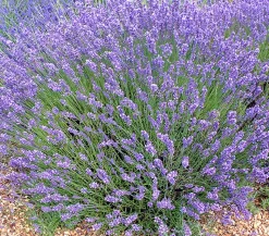 Bio Lavendel 'Grappenhall'