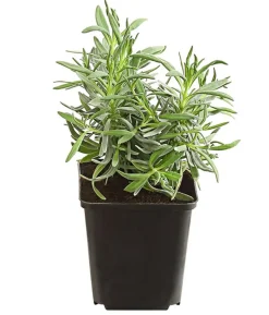 Bio Lavendel 'Grappenhall'