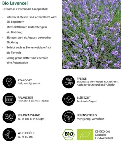 Bio Lavendel 'Grappenhall'
