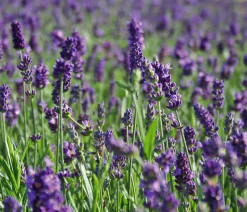 Bio Lavendel 'Hidcote Blue'