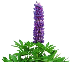 Bio Lupine, blau