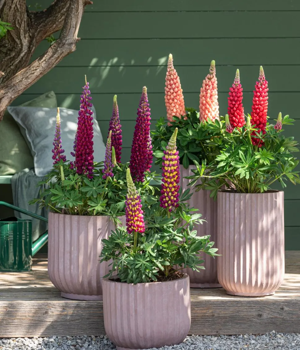 Bio Lupine, gelb