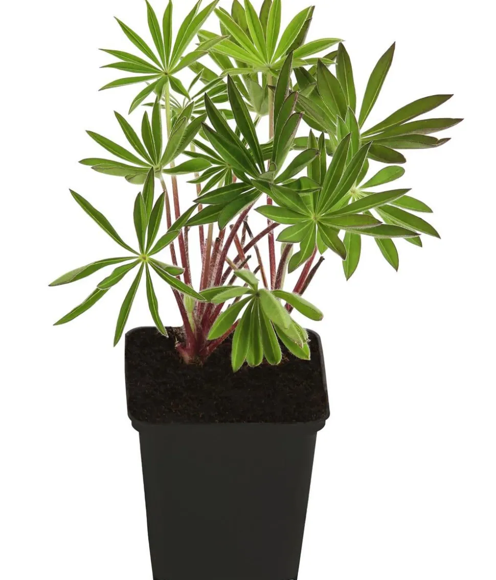 Bio Lupine, rosa