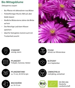 Bio Mittagsblume