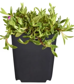 Bio Mittagsblume