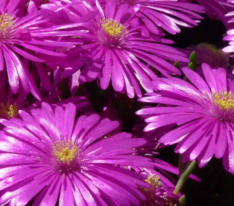 Bio Mittagsblume