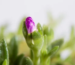 Bio Mittagsblume