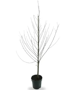 Bio Nektarine 'Nectared', Landlust Kollektion