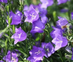 Bio Pfirsichblättrige Glockenblume