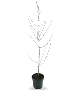 Bio Pfirsich 'Suncrest', Landlust Kollektion